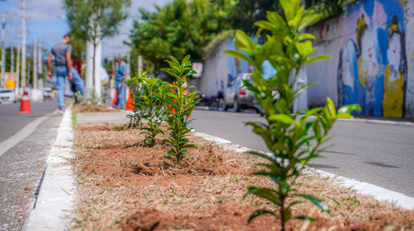 Fortaleza recebeu mais de 96 mil plantios em 2024