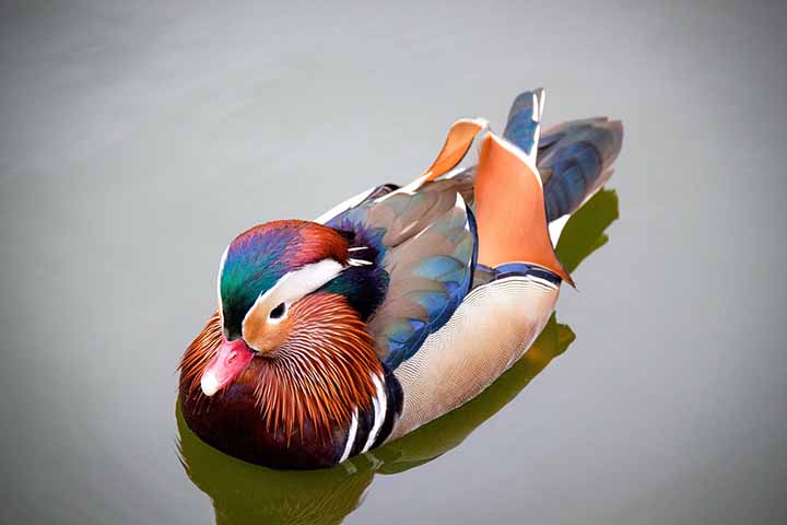 Exuberantes e peculiares: aves exóticas ao redor do planeta