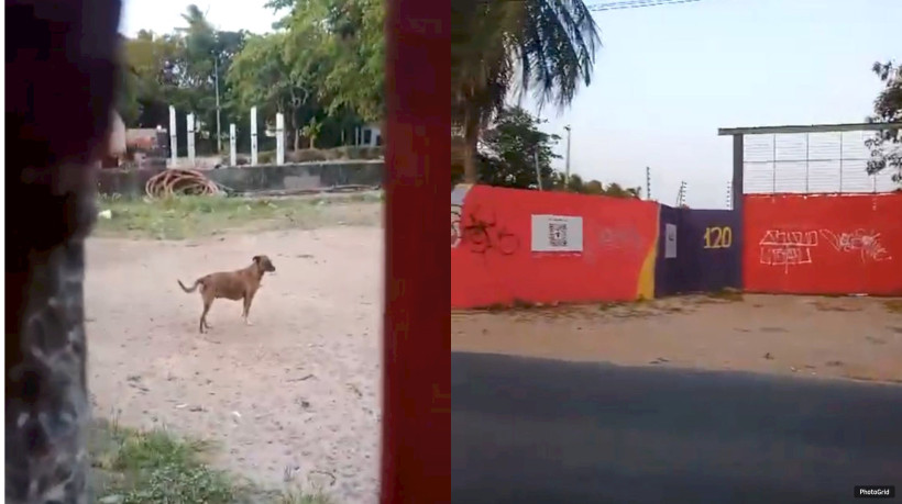 17 cachorros são abandonados em terreno no bairro Jangurussu