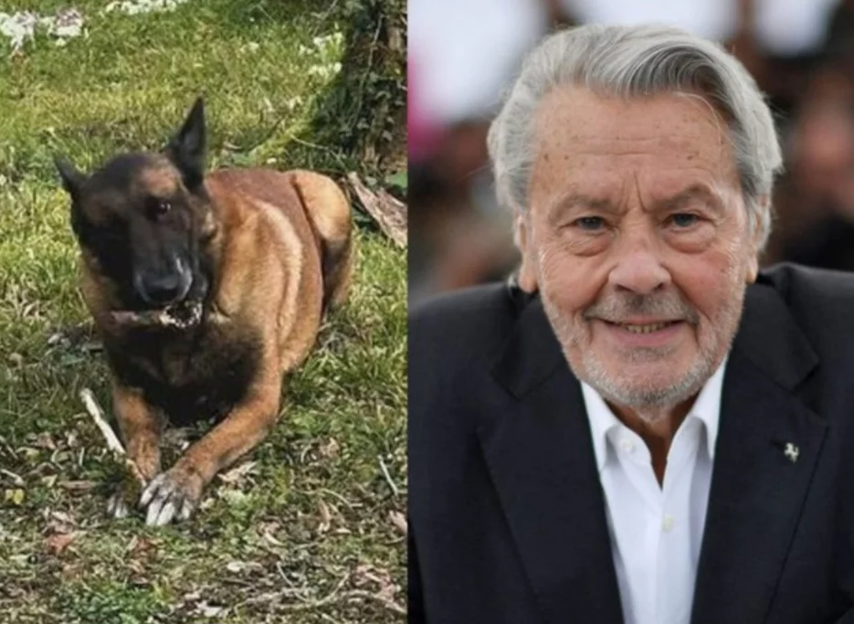 A família do ator francês Alain Delon revelou que o astro do cinema queria ser enterrado ao lado do seu  principal cachorro de estimação. Se ele morresse antes, o cão deveria ser sacrificado para que pudesse ser sepultado junto.