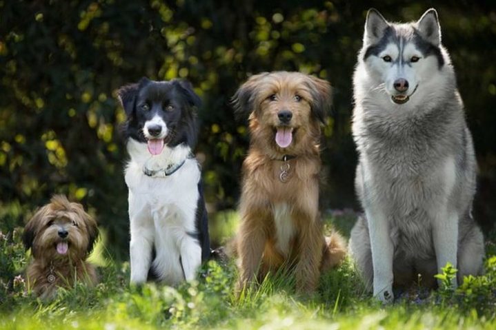 Nesta segunda-feira (26/08), é celebrado o dia mundial de um dos animais de estimação mais amados no mundo: o cachorro.