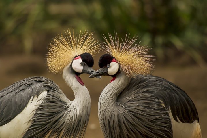 São muitas as espécies de aves que existem no mundo e, algumas delas, chamam a atenção pelo colorido, pelas formas e pelos estilos diferentes. Conheça mais sobre elas: 