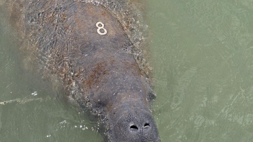 Animal possui o número oito gravado na cabeça