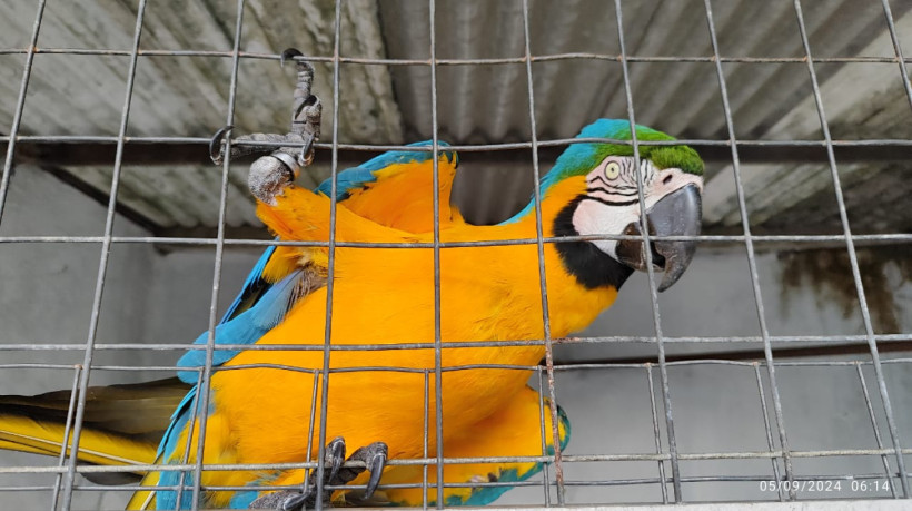 Operação da Polícia Federal de combate ao tráfico e comércio ilegal de aves silvestres