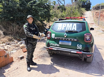 Animal foi removido em segurança do canteiro de obras 