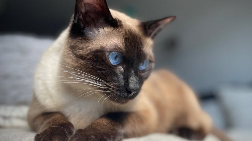 Gato balinês encanta os tutores por sua graça, elegância e personalidade carinhosa (Imagem: beka venezia | Shutterstock)