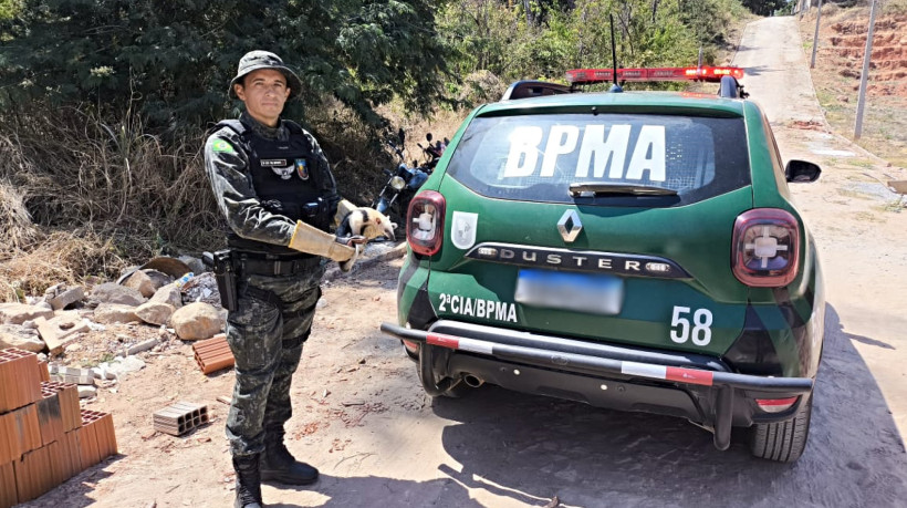 Animal foi removido em segurança do canteiro de obras