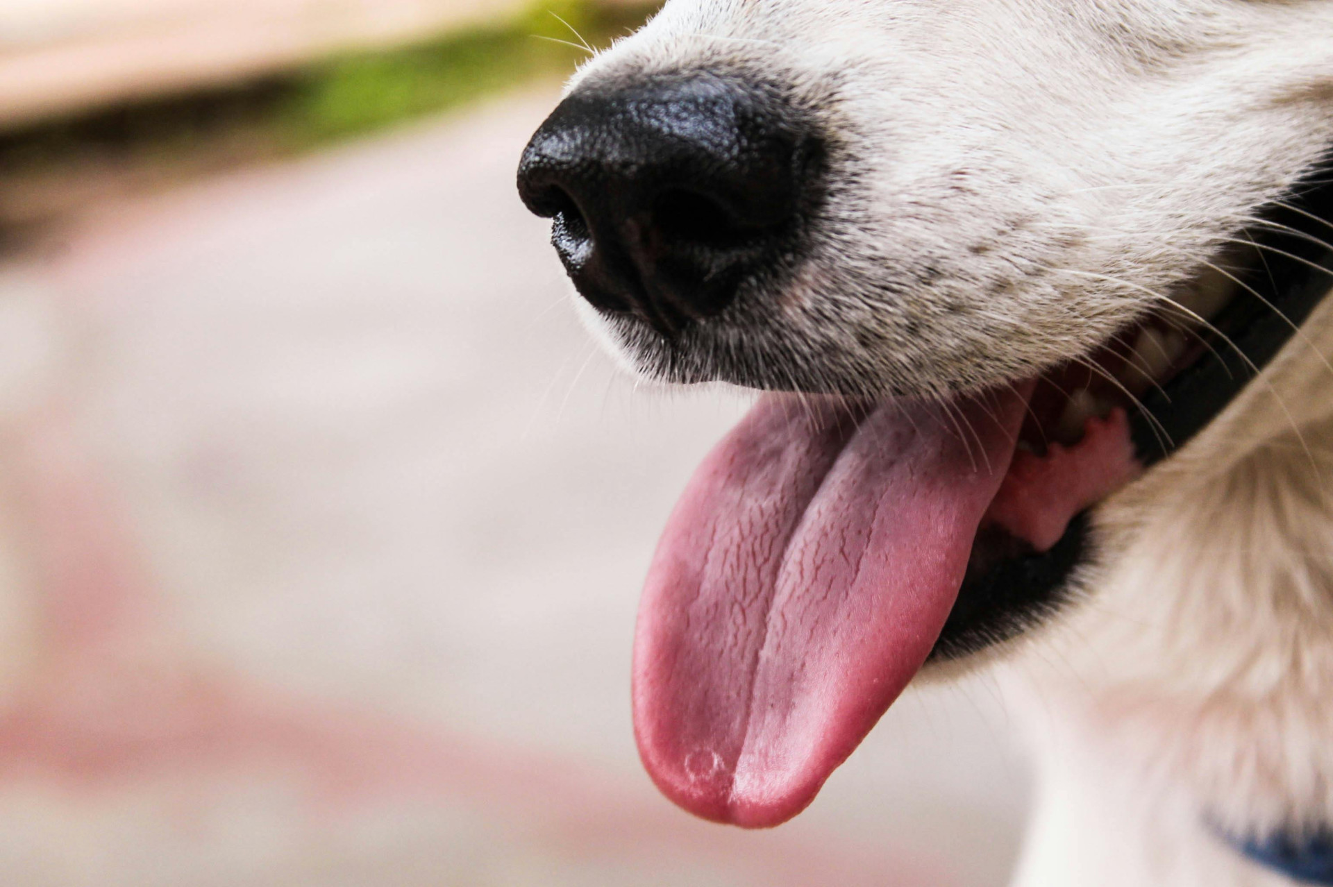 Pets também podem contrair câncer de mama (Foto: Reprodução/ Sibi Mathew/ Pexels)