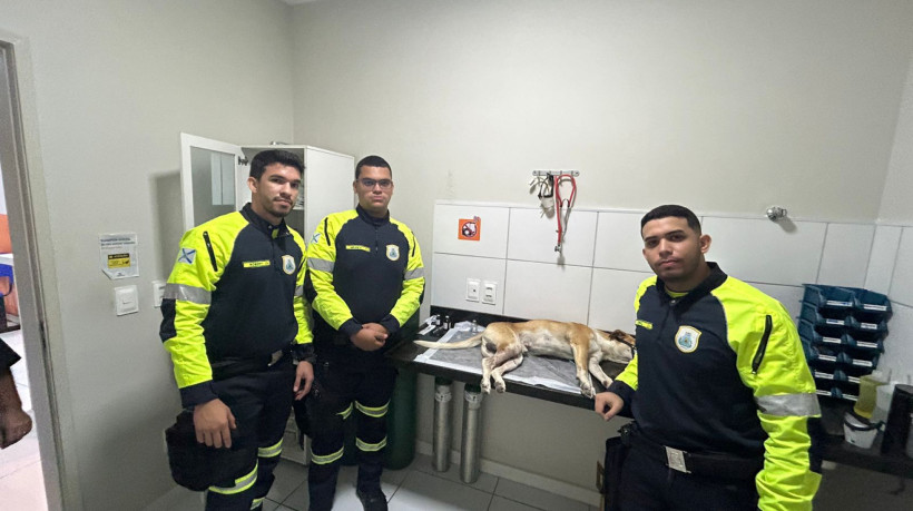 Animal é atropelado em acidente de trânsito de Fortaleza