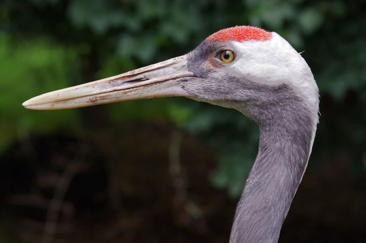 O grou-japonês ou grou-da-manchúria (Grus japonensis), é uma ave majestosa nativa da Ásia, presente em países como Japão, China, Coreia e Mongólia. 