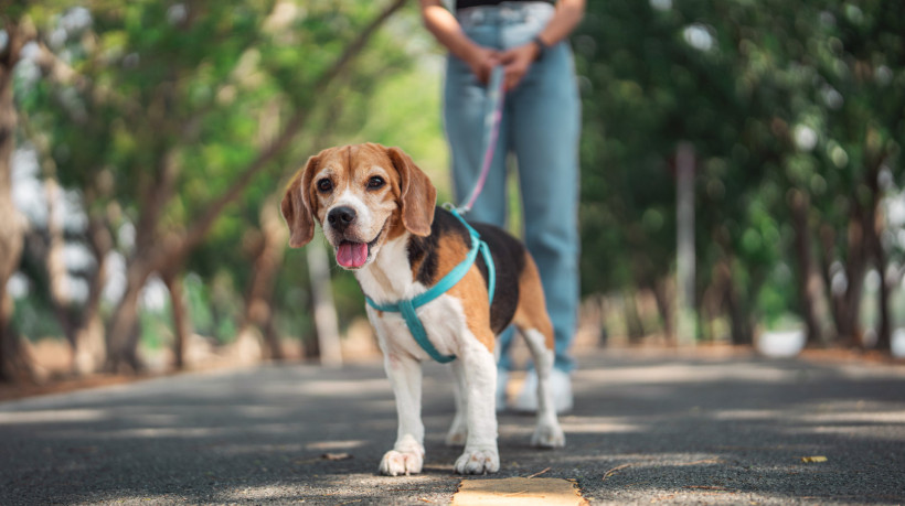 O nível de sincronia entre cão e humano é mais forte quando a afinidade é maior entre os dois