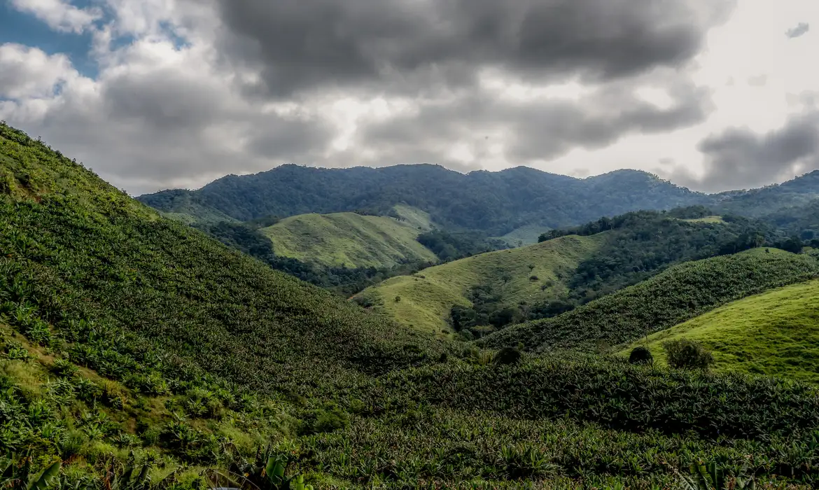 Operação contra o desmatamento da Mata Atlântica começa em 17 estados