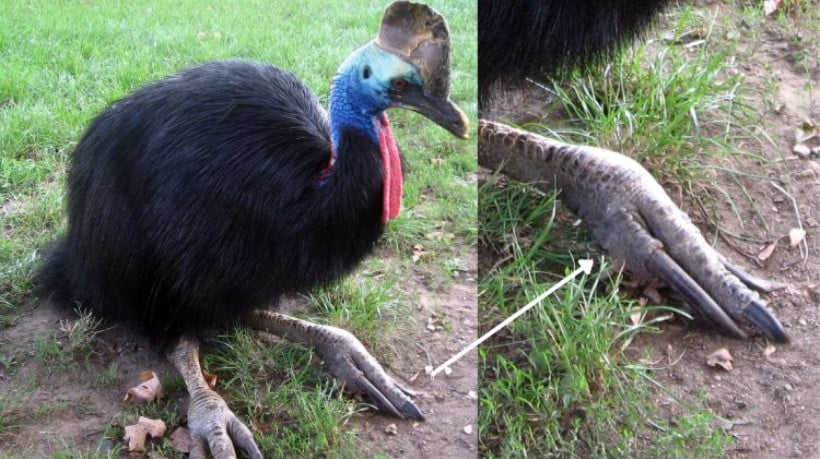 O Casuar-do-sul possui garras muito afiadas. Veja tudo sobre a ave mais perigosa do mundo