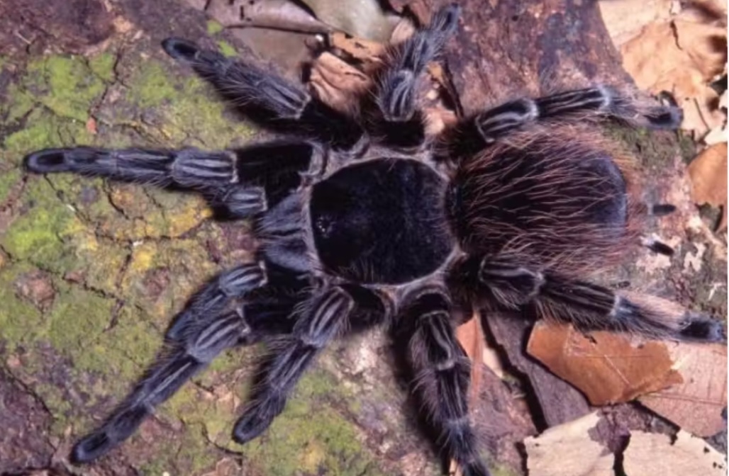 Pesquisadoŕes estão estudando uma molécula encontrada no veneno da aranha caranguejeira, que, segundo as análises,  poderia ajudar na cura do câncer. 