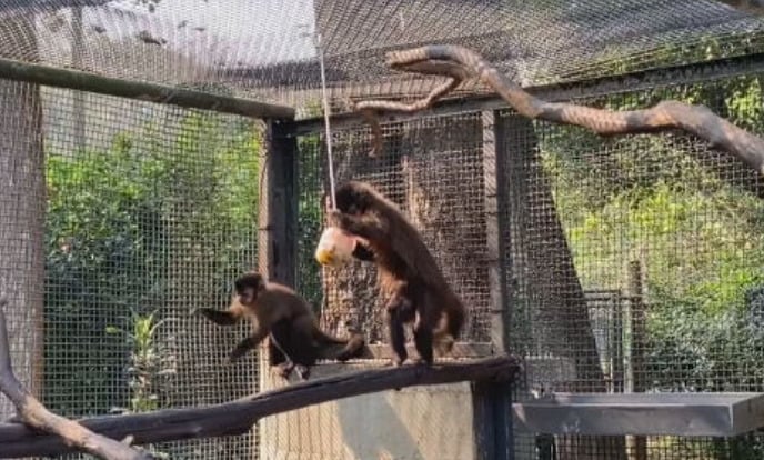 A crise climática que afeta São Paulo, com tempo seco e ondas de calor, fez a Secretaria do Meio Ambiente do estado tomar medidas para melhorar as condições de vida dos filhotes de animais que estão no Centro de Triagem e Reabilitação  de Animais Silvestres (Cetras) do Parque Ecológico do Tietê, na zona leste da capital paulista.


