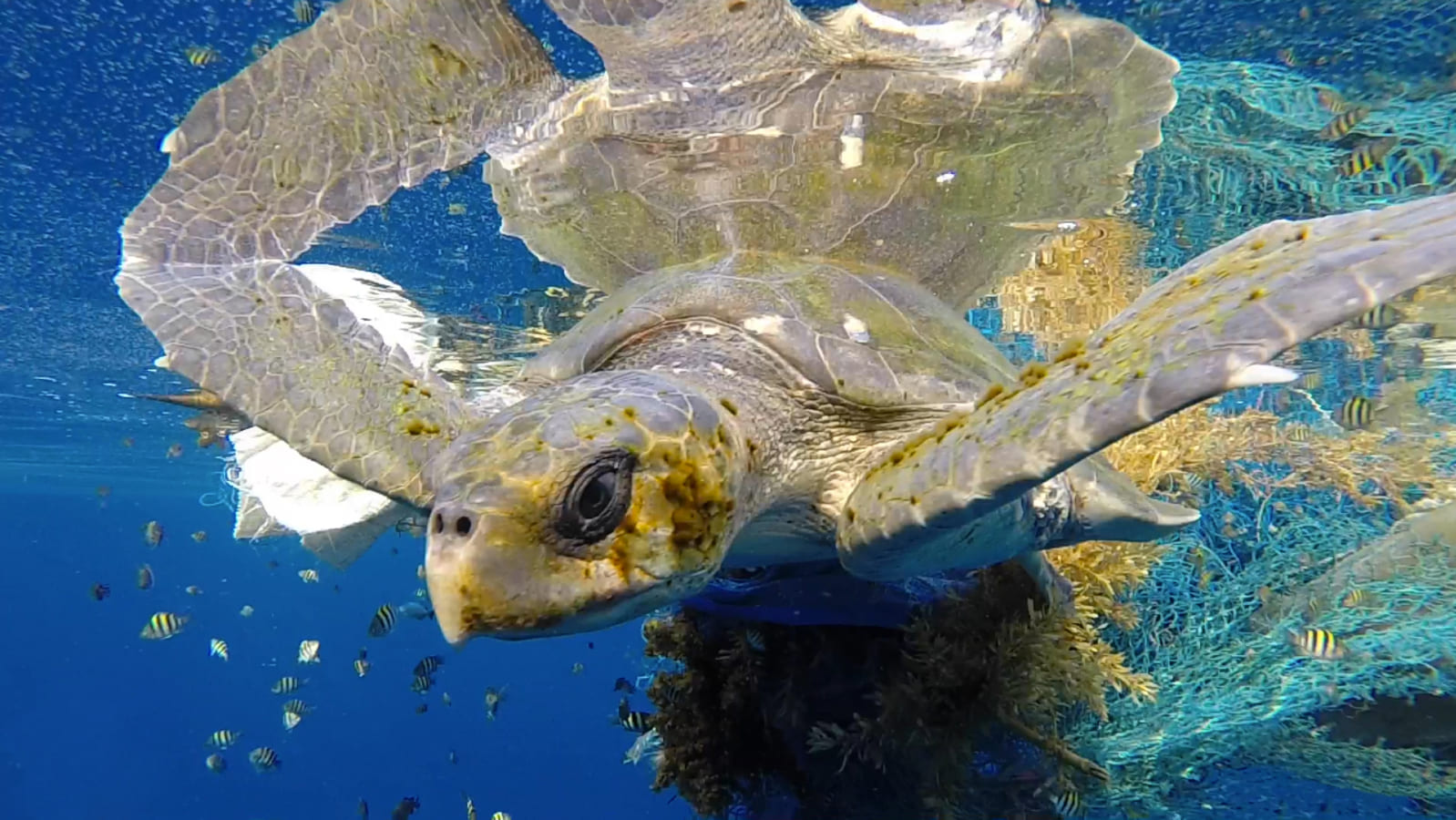 As tartarugas marinhas se espalham pelo litoral do Brasil e, iIronicamente, o estado mais visitado pela espécie é justamente o que possui litoral menos extenso: o Piauí. 