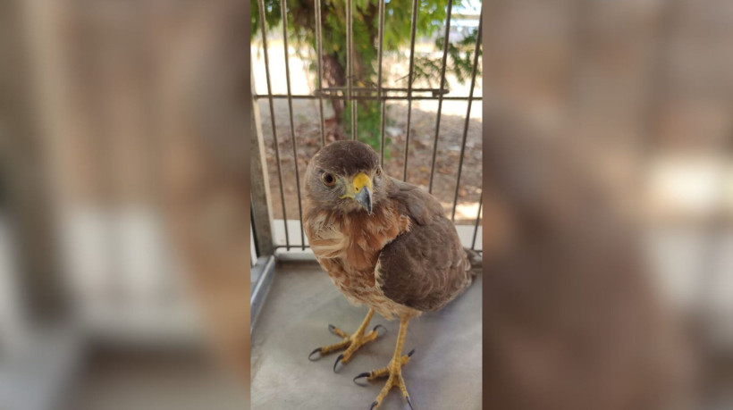 Após exames, animal ficará em período de recuperação no hospital 