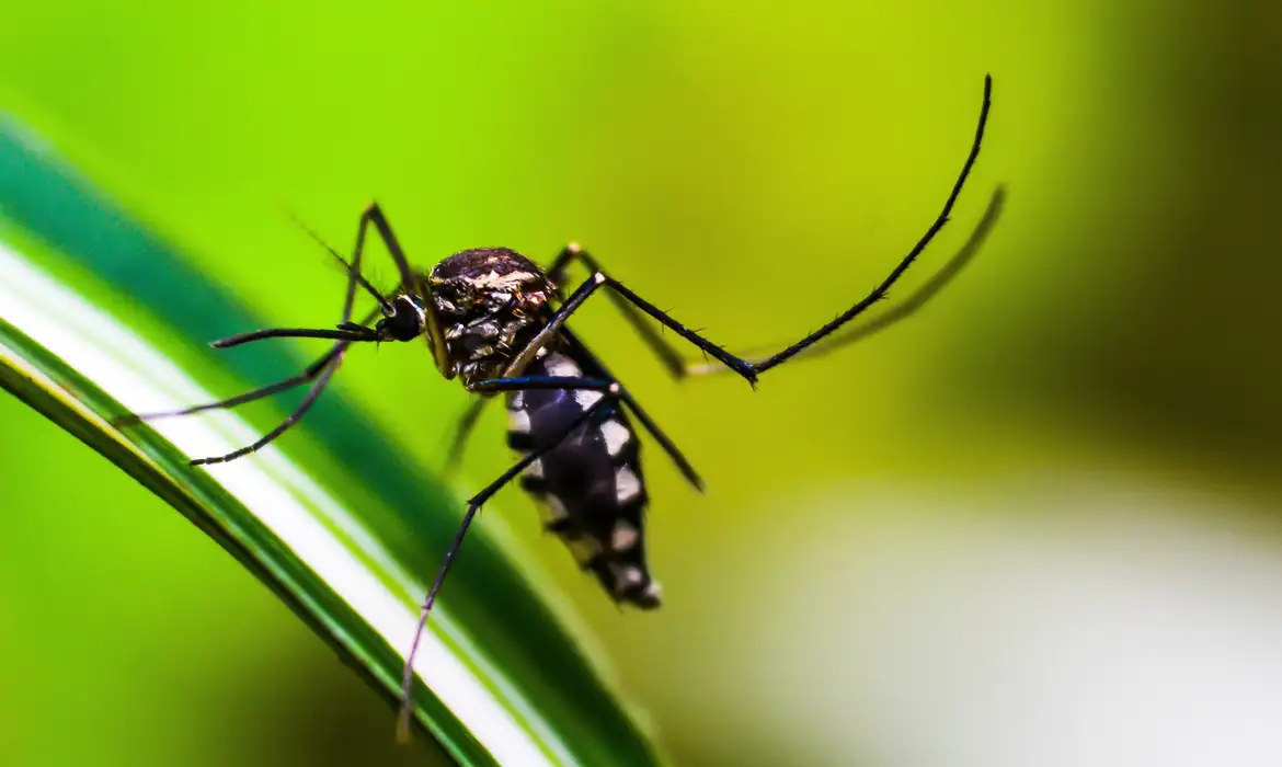 Método Wolbachia contra o Aedes mira cidades da bacia do Paraopeba 