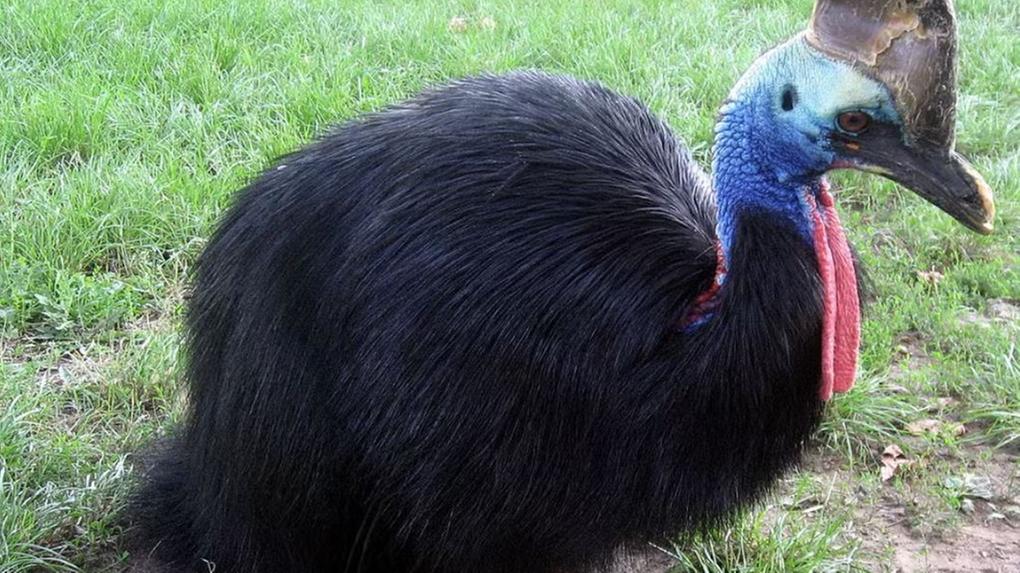 Um filhote de casuar-do-sul nasceu em cativeiro no Parque Birdland, no Reino Unido, após 25 anos de tentativas de gerar a ave. O nascimento foi celebrado pela equipe do espaço natural britânico. 