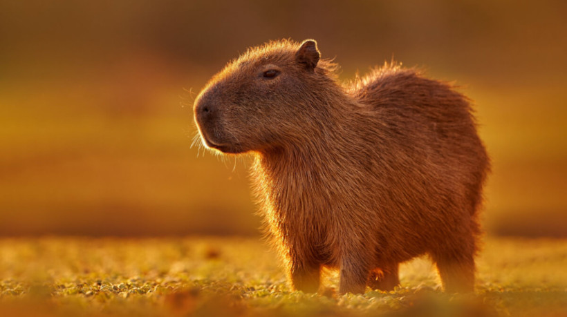 A capivara pode ser encontrada em áreas úmidas da América do Sul, como pântanos, rios e lagos (Imagem: Ondrej Prosicky | ShutterStock)