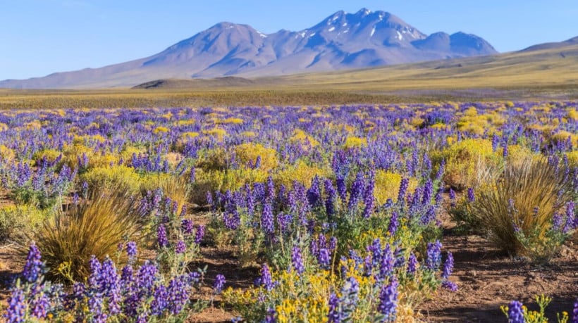 A primavera transforma a paisagem do deserto do Atacama (Imagem: sunsinger | Shutterstock)