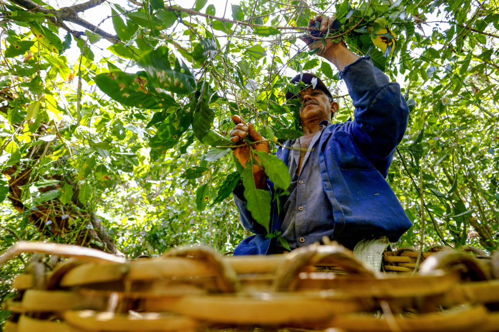 Como presidente da Ecocafé, a agricultora trabalha para instaurar o selo de indicação geográfica dos cafés do Maciço de Baturité(Foto: FCO FONTENELE)