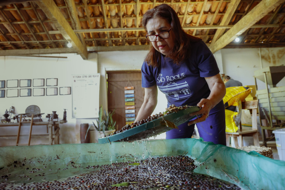 Todo o processo de produção do café no Sítio São Roque é artesanal e sem agrotóxicos(Foto: FCO FONTENELE)