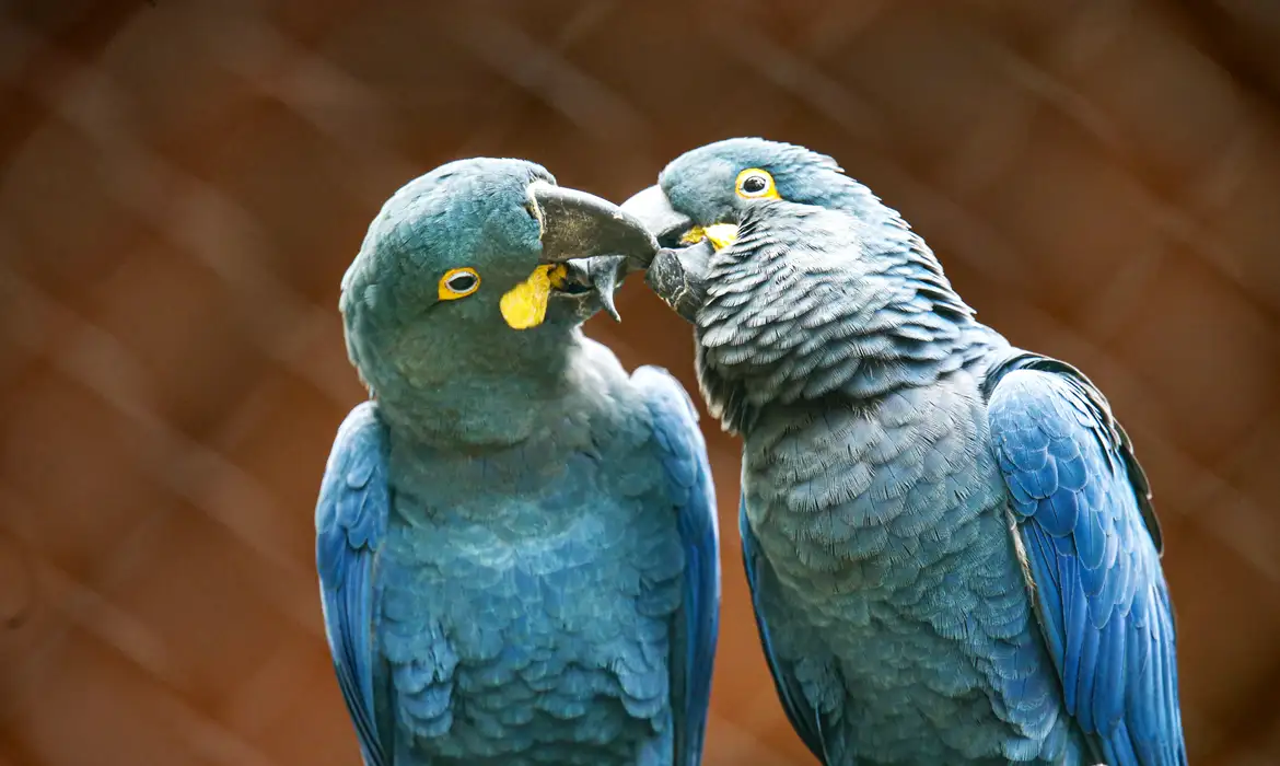 Zoo de SP mostra arara-azul-de-lear ao público pela primeira vez