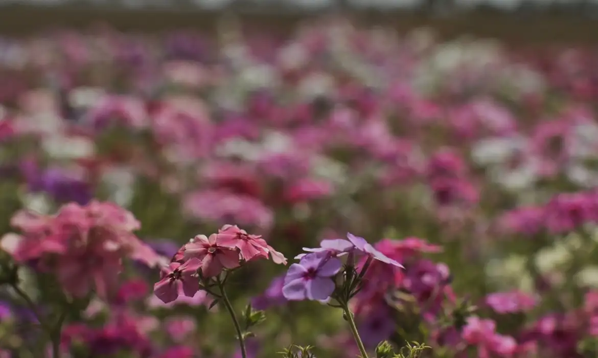 Hoje é Dia: início da primavera e Dia Mundial Sem Carro são destaques