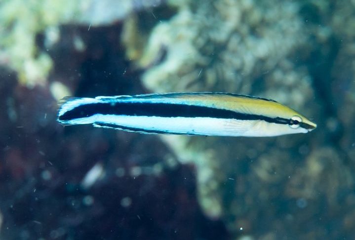 Uma pesquisa feita no Japão revelou uma descoberta surpreendente sobre a inteligência do peixe bodião-limpador. Segundo os estudos, eles demonstram um nível de autoconsciência e tomada de decisão considerados impressionantes!