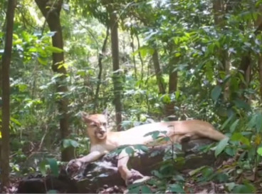 Onça-parda é flagrada por câmera de monitoramento em parque Nacional de Ubajara, no Ceará 
 