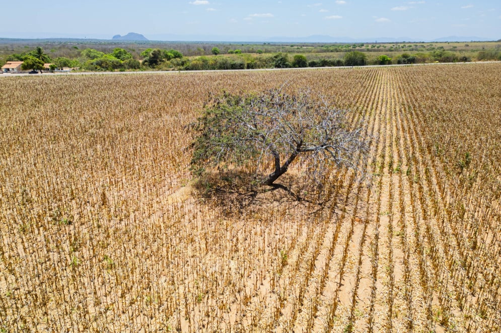 Aumento da temperatura do ar impacta nas plantações cearensesem virtude de solos danificados e secas mais prolongadas no Ceará(Foto: FCO FONTENELE)