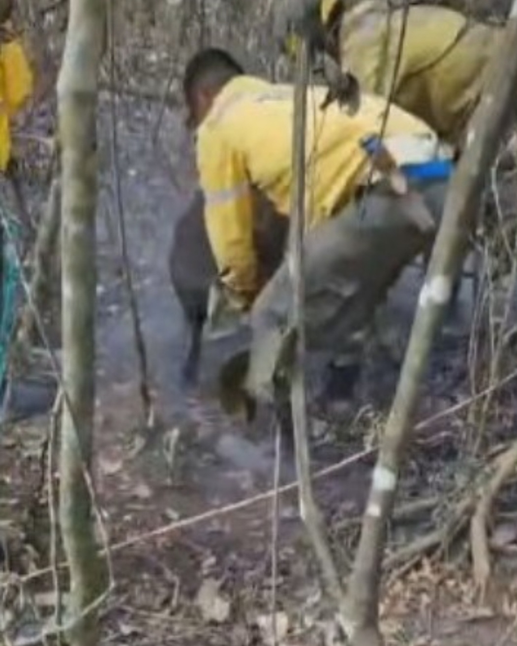 Brigadistas que combatem incêndios no Parque Nacional de Brasília salvaram uma anta que estava com as patas queimadas por causa do chamado fogo subterrâneo, que se espalhou pela área verde. 