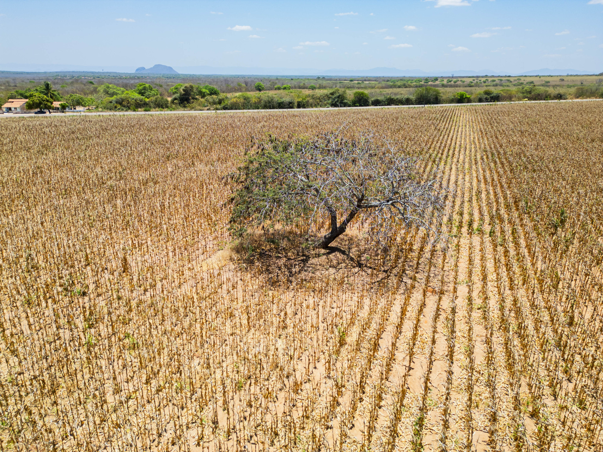 Aumento da temperatura do ar impacta nas plantações cearensesem virtude de solos danificados e secas mais prolongadas no Ceará (Foto: FCO FONTENELE)