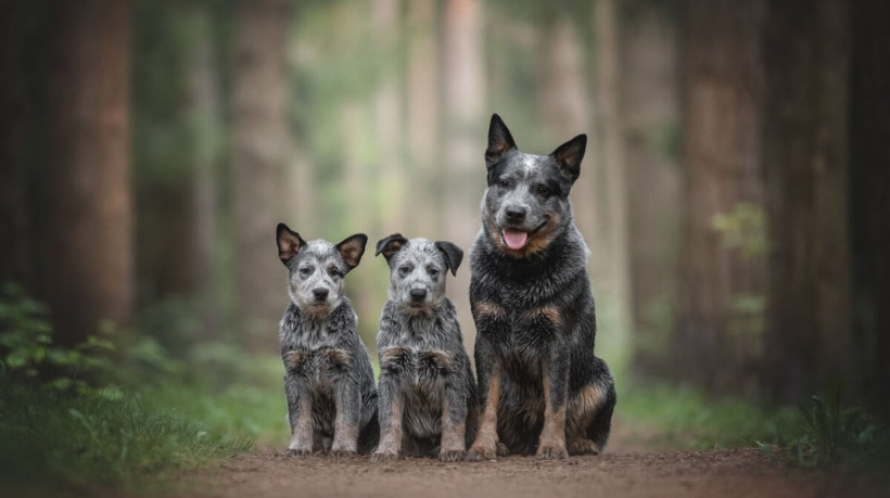 O boiadeiro australiano é um cão de trabalho dedicado e um ótimo amigo para a família (Imagem: Liudmila Bohush | Shutterstock)