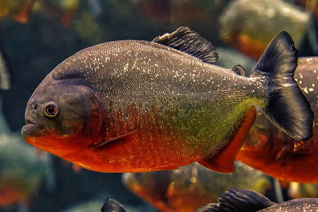 As piranhas são peixes famosos por devorarem outros animais em questão de segundos. E volta e meia protagonizam alguma cena que aterroriza as pessoas. 