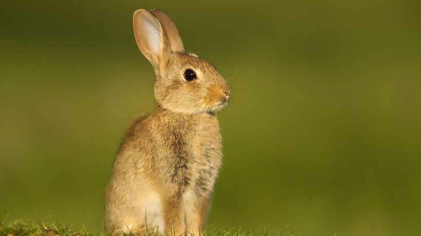 Com mais de 50 raças, os coelhos domésticos oferecem uma diversidade fascinante de tamanhos e características (Imagem: Giedriius | Shutterstock)