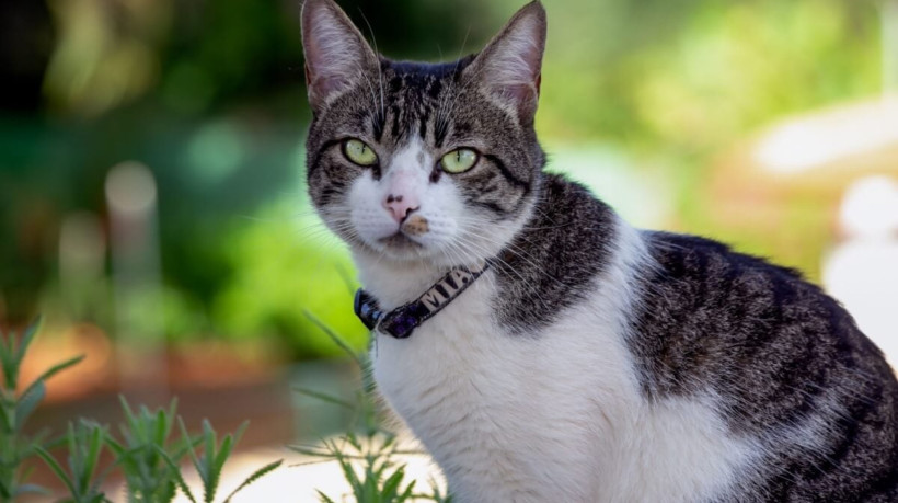 O american wirehair é um gato afetuoso e companheiro (Imagem: Fernando Calmon | Shutterstock)