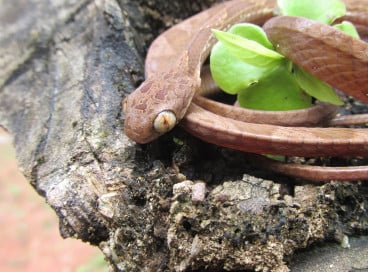 A serpente é de pequeno porte, geralmente menor do que 1 metro 