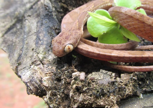 A serpente é de pequeno porte, geralmente menor do que 1 metro