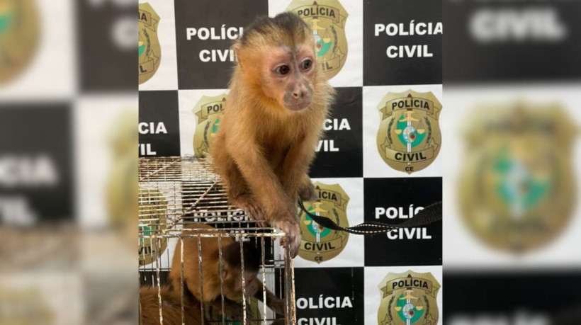 Homem que mantinha macacos pregos e pássaros em cativeiro é preso, em Fortaleza
