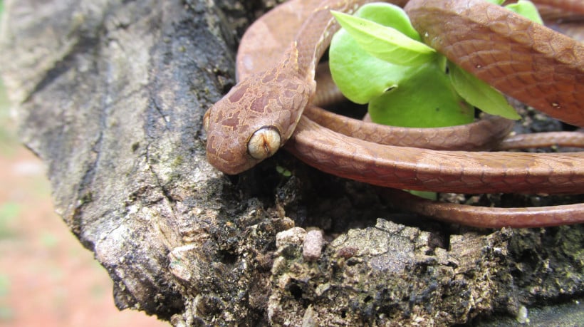 A serpente é de pequeno porte, geralmente menor do que 1 metro