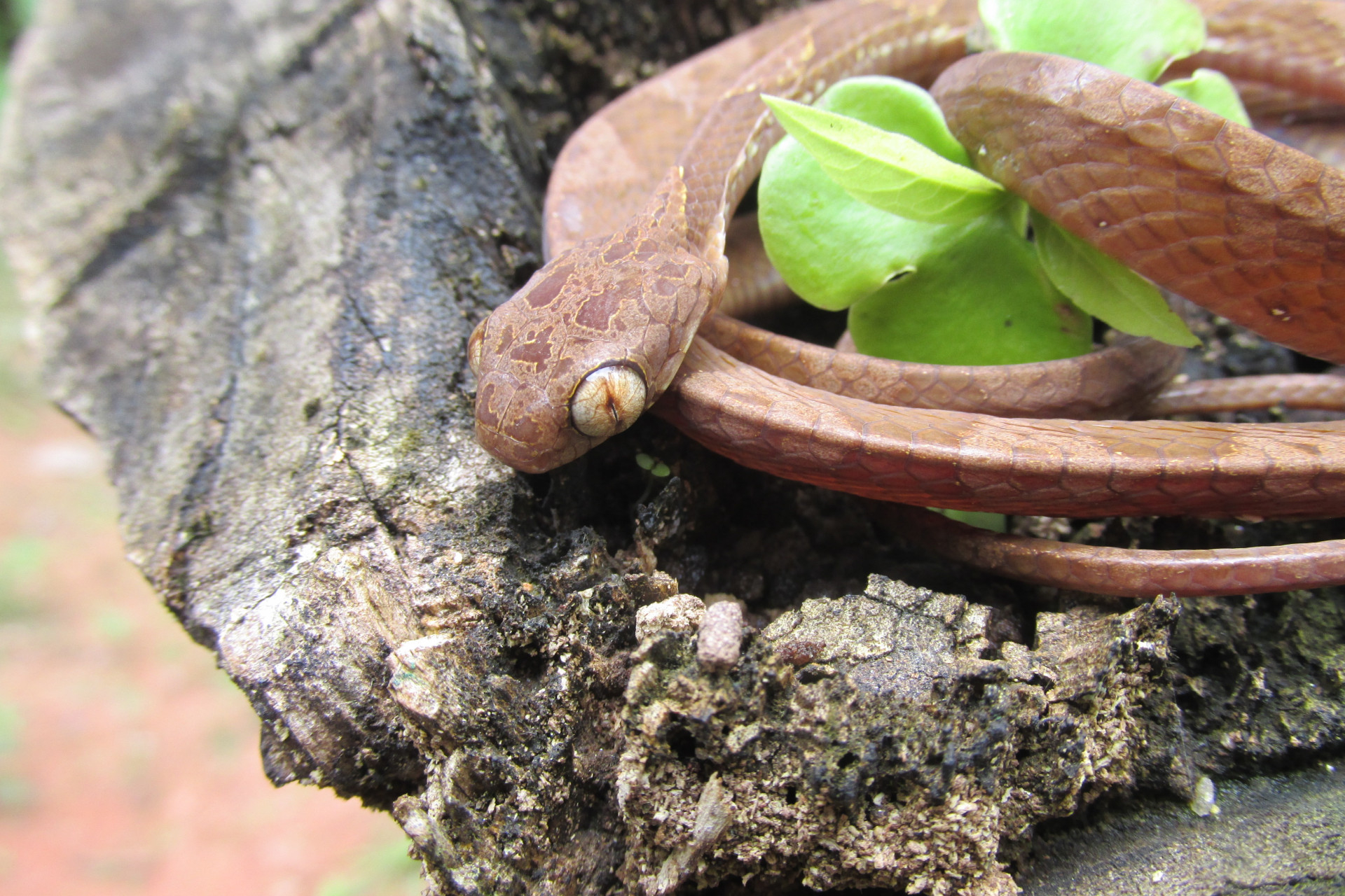 ￼A SERPENTE é de pequeno porte e tem olhos grandes (Foto: Acervo pessoal/Rodrigo Gonzalez)