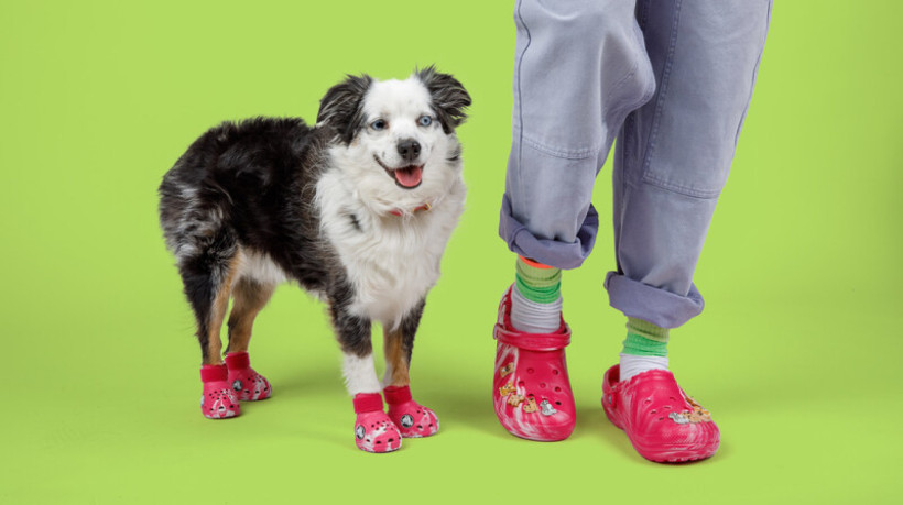 Crocs para cachorros? Marca divulga lançamento de calçado para pets