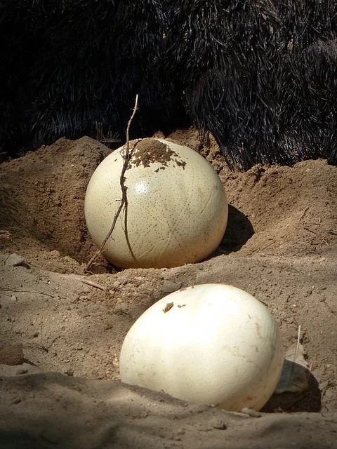 Várias espécies de animais - não apenas as aves - têm filhotes em ovos.  Algumas botam ovos em ninhos e outras abrigam crias dentro das fêmeas, mas os ovos não são expelidos.