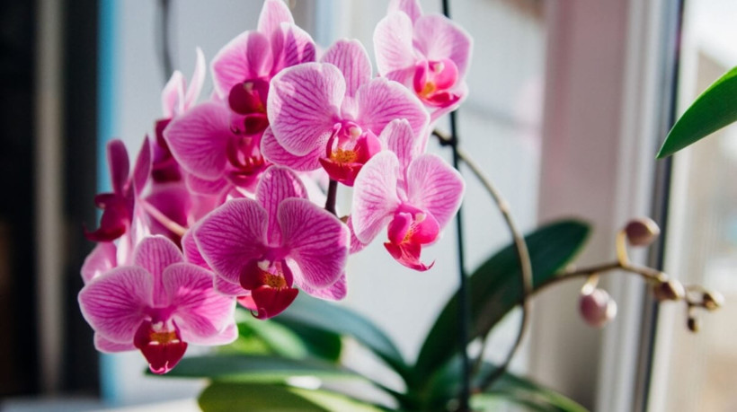 A orquídea phalaenopsis combina com todos os ambientes da casa (Imagem: Alie04 | Shutterstock) 