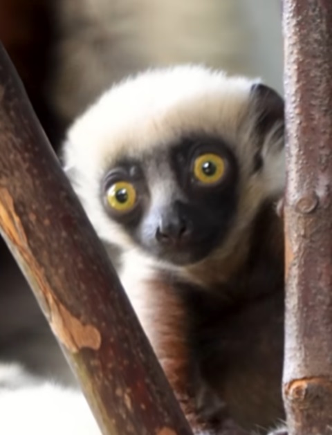 Os lêmures estão entre as espécies de animais incluídas na lista de ameaça de extinção. Por isso, quando um indivíduo nasce, é motivo de comemoração.  É o que aconteceu com um filhote de lêmure-sifaka, recentemente, no zoológico Chester, em Cheshire, na Inglaterra.