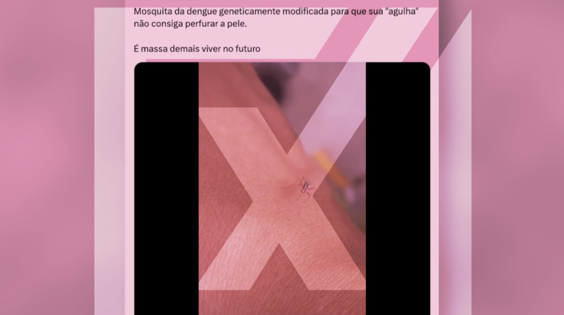 Não há notícia ou evidência de modificação genética ou de experimentos para enfraquecer a probóscide 