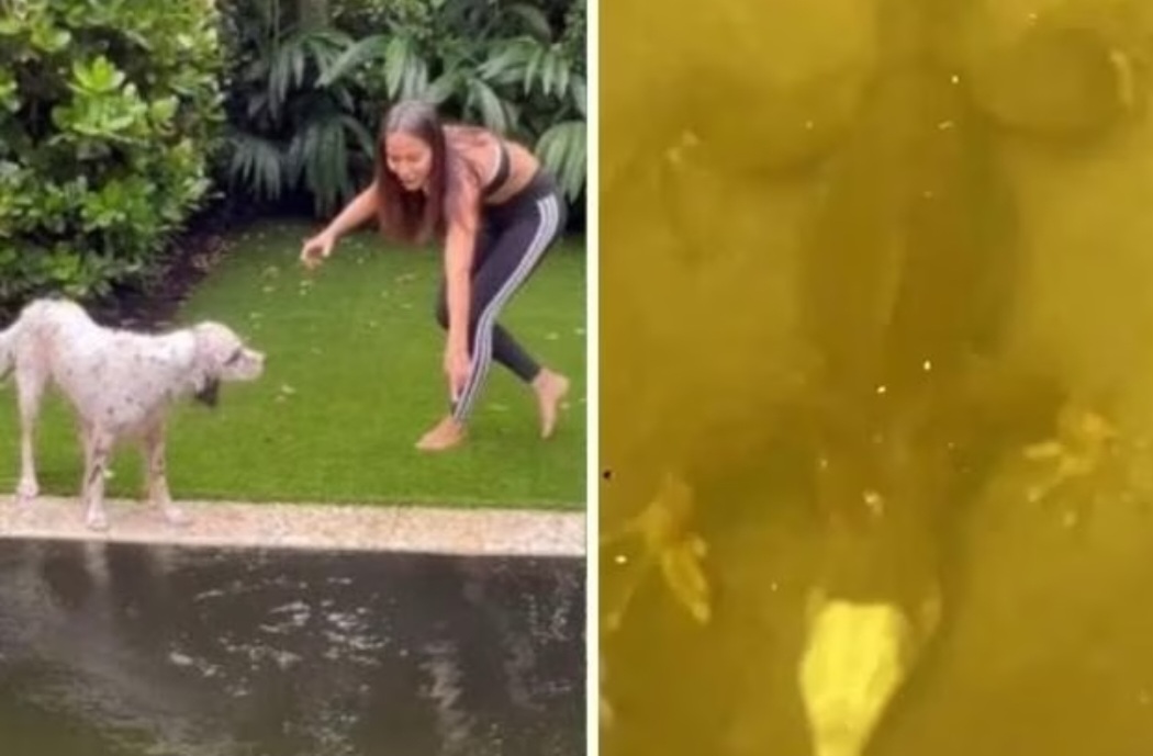 A cantora Anitta postou nas redes sociais a surpresa que ela teve ao encontrar uma iguana na piscina de sua mansão em Miami, na Flórida.