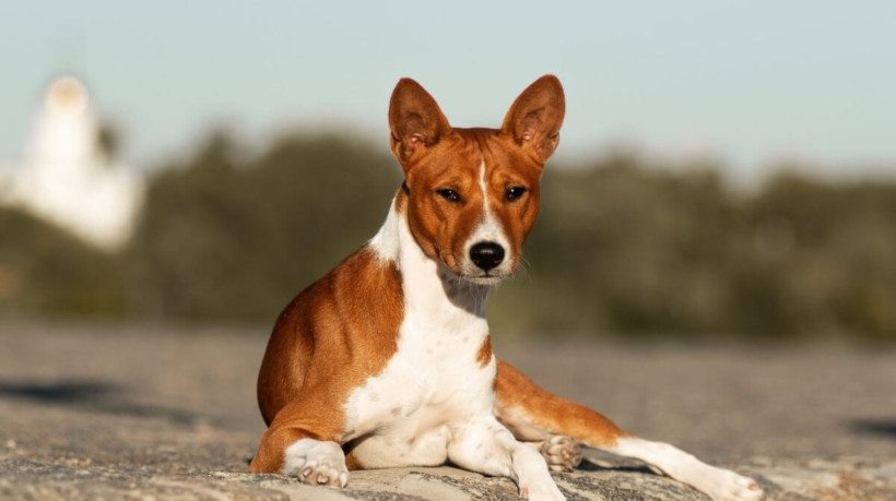 Os cachorros da raça basenji conquistam admiradores por seu comportamento peculiar e aparência elegante (Imagem: Olha Didenko |  Shutterstock) 